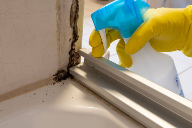 Best Water Damage Restoration  in Cortland West, NY