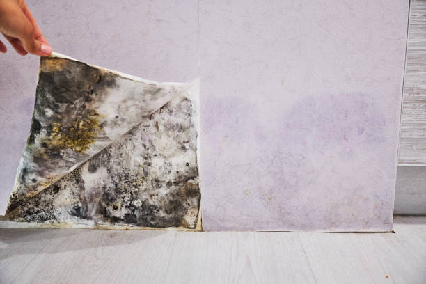 Best Emergency Mold Removal  in Cortland West, NY